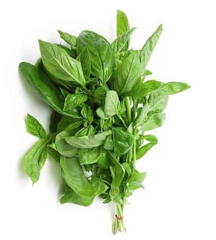 Basil